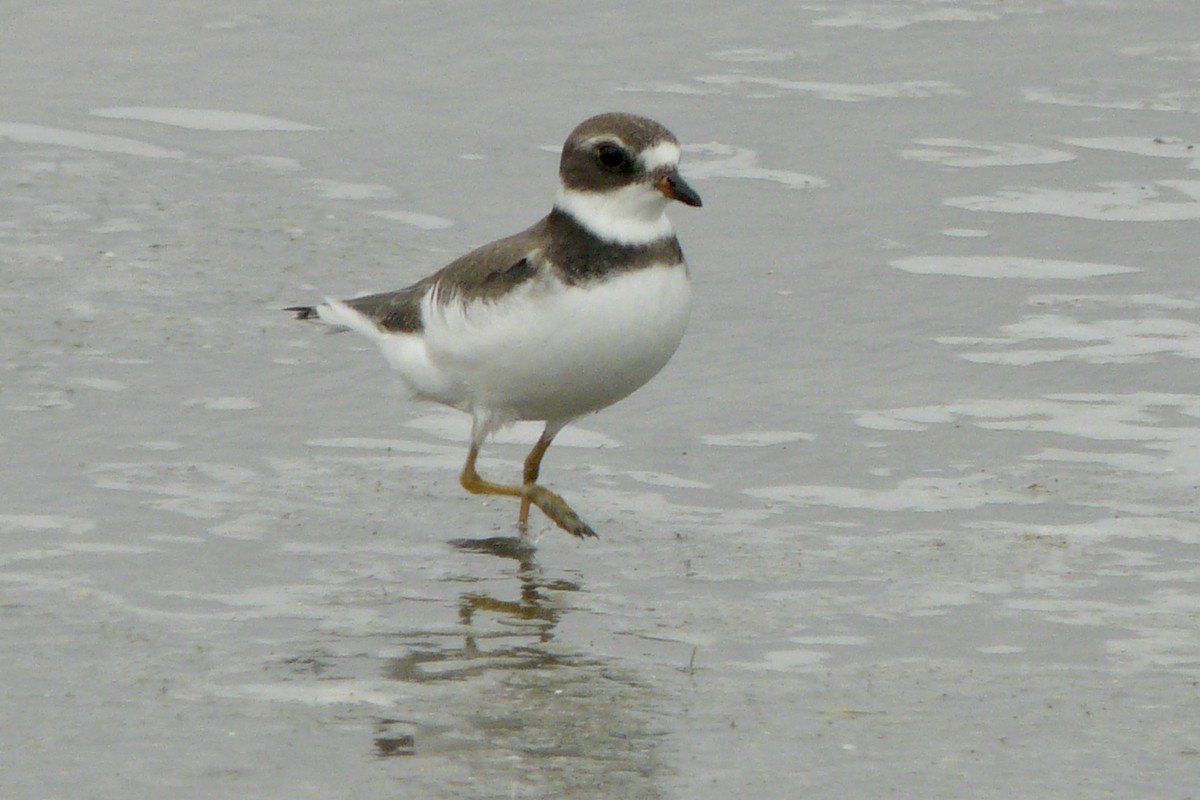 Semipalmated Plover - ML608931475