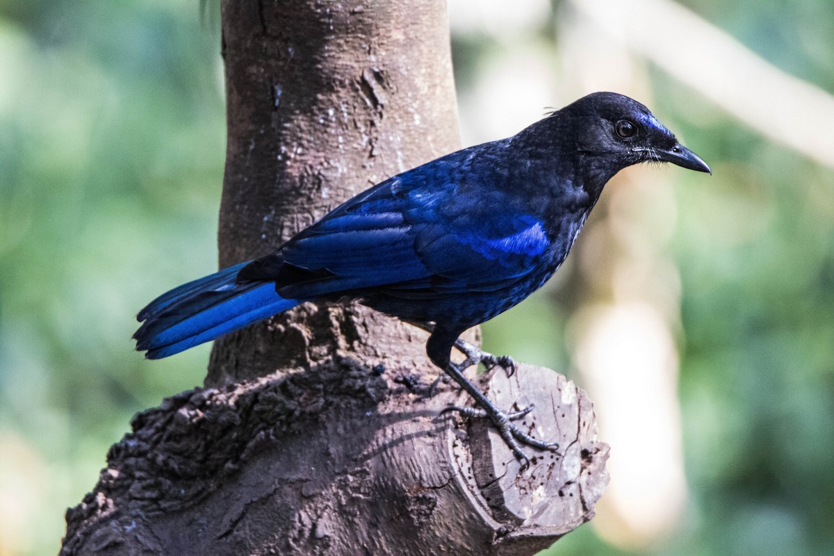 Malabar Whistling-Thrush - ML608931517