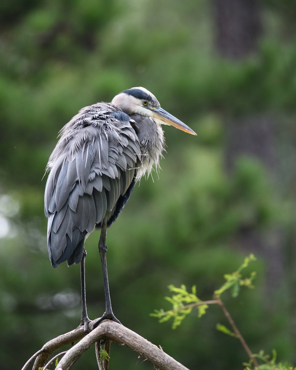 Great Blue Heron - ML608931609
