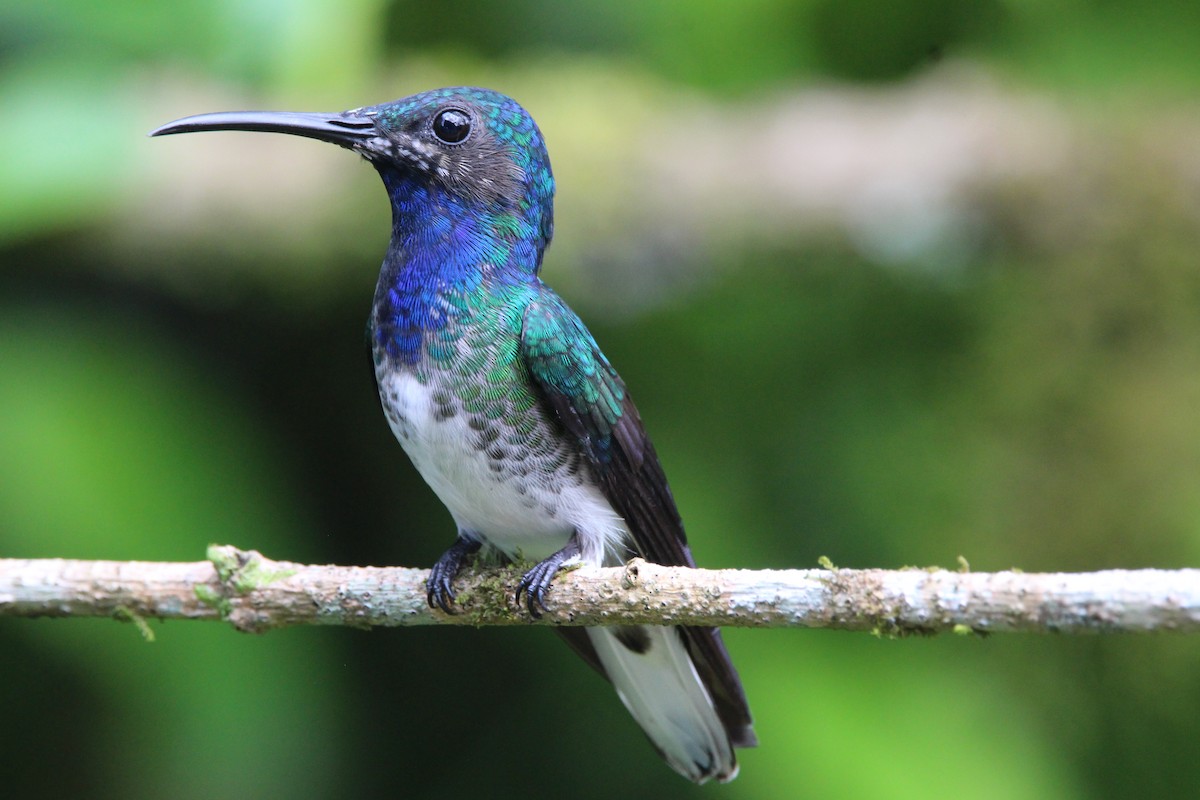 White-necked Jacobin - Danny Byrne