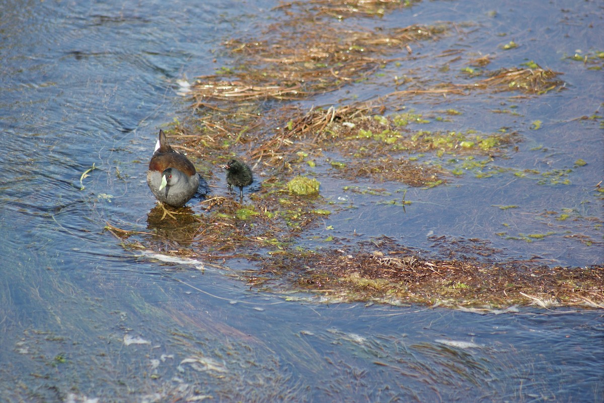 Spot-flanked Gallinule - ML608931662