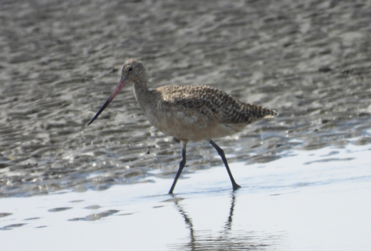 Marbled Godwit - ML608931673