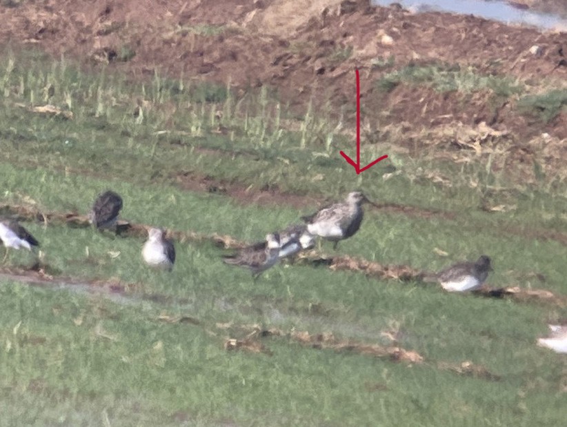 Pectoral Sandpiper - ML608931767