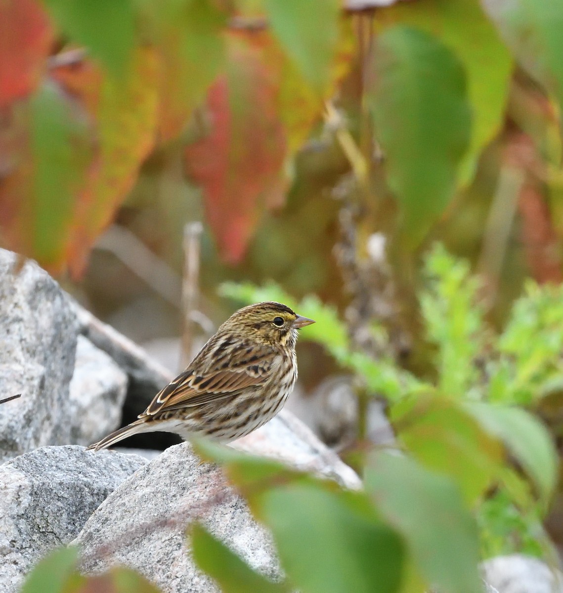 Savannah Sparrow - ML608931788