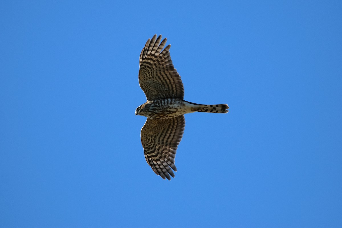 Sharp-shinned Hawk - ML608931796