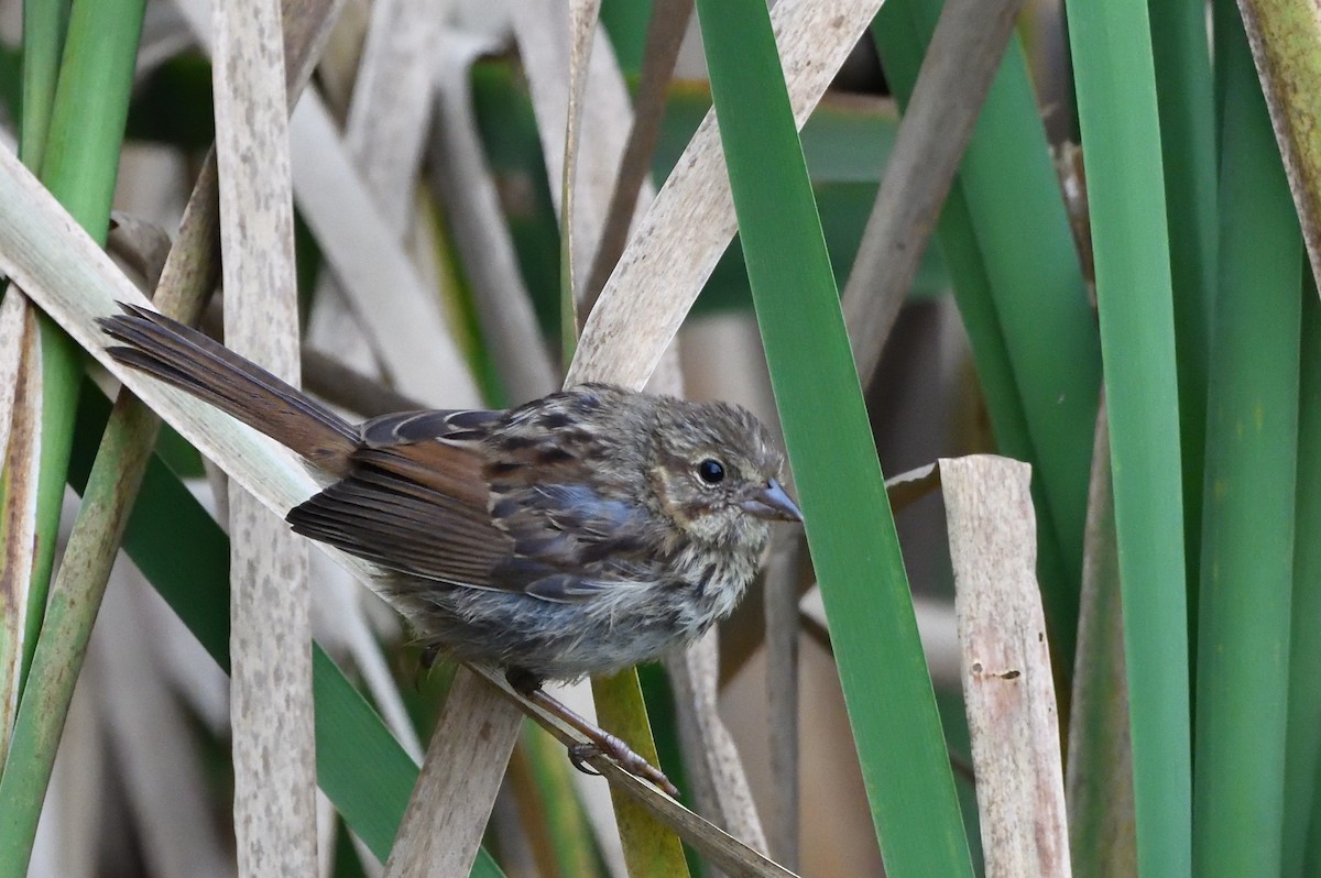 Song Sparrow - ML608931797