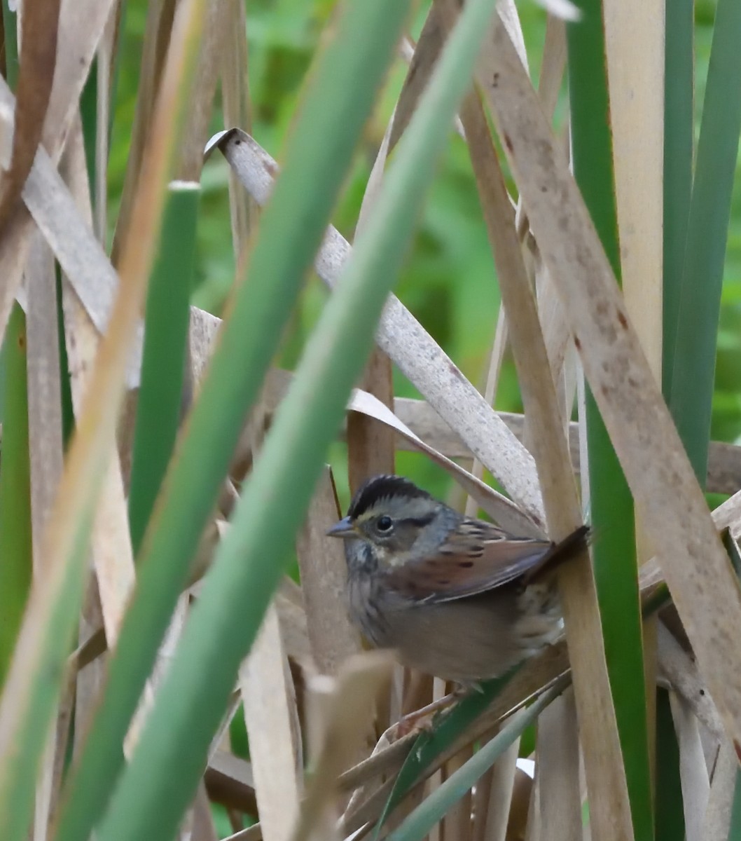 Swamp Sparrow - ML608931802