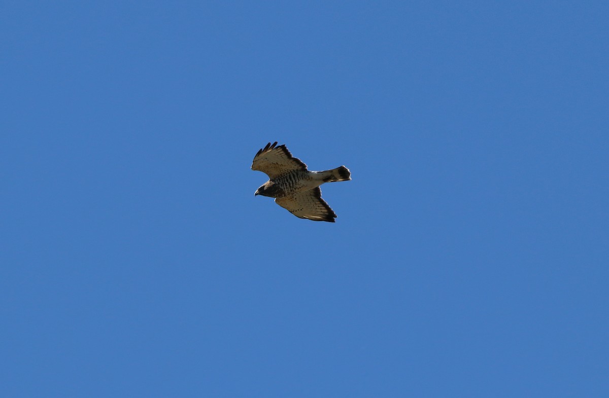 Broad-winged Hawk - ML608931830