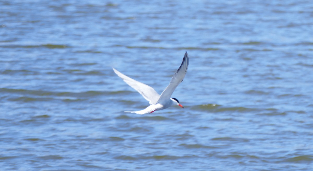 Arctic Tern - Andreas Hess