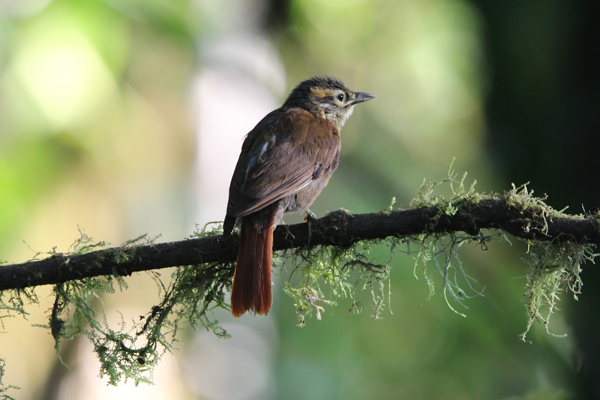 Scaly-throated Foliage-gleaner (Spot-breasted) - Danny Byrne