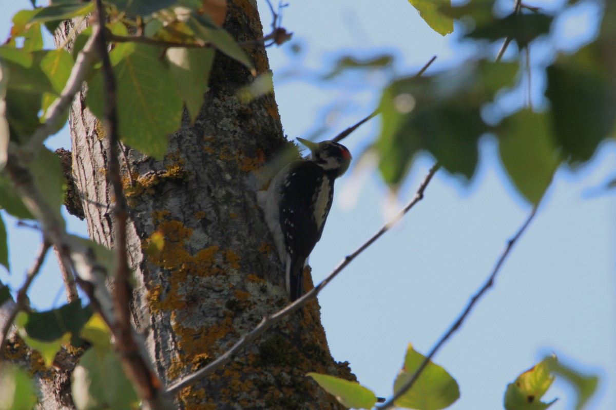 Hairy Woodpecker - ML608931884