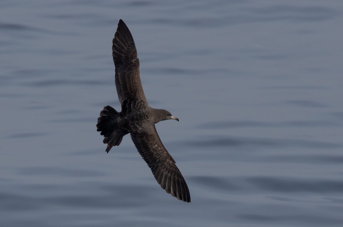 Flesh-footed Shearwater - ML608932080