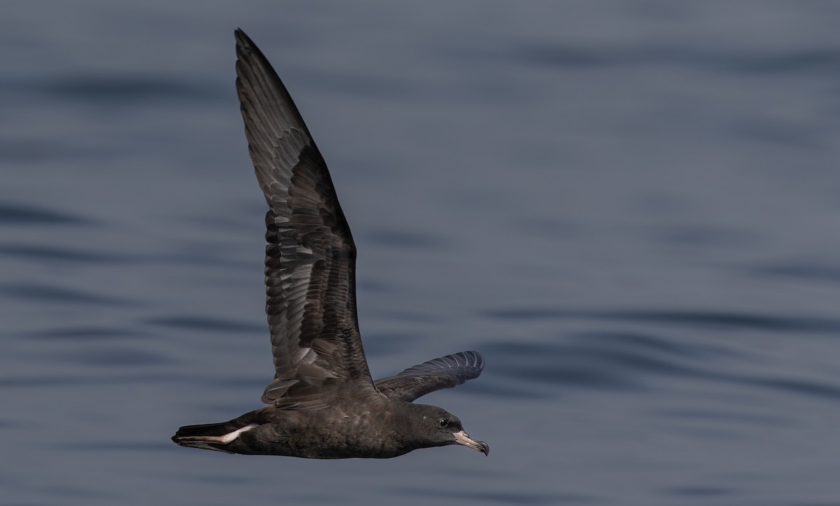 Flesh-footed Shearwater - ML608932081