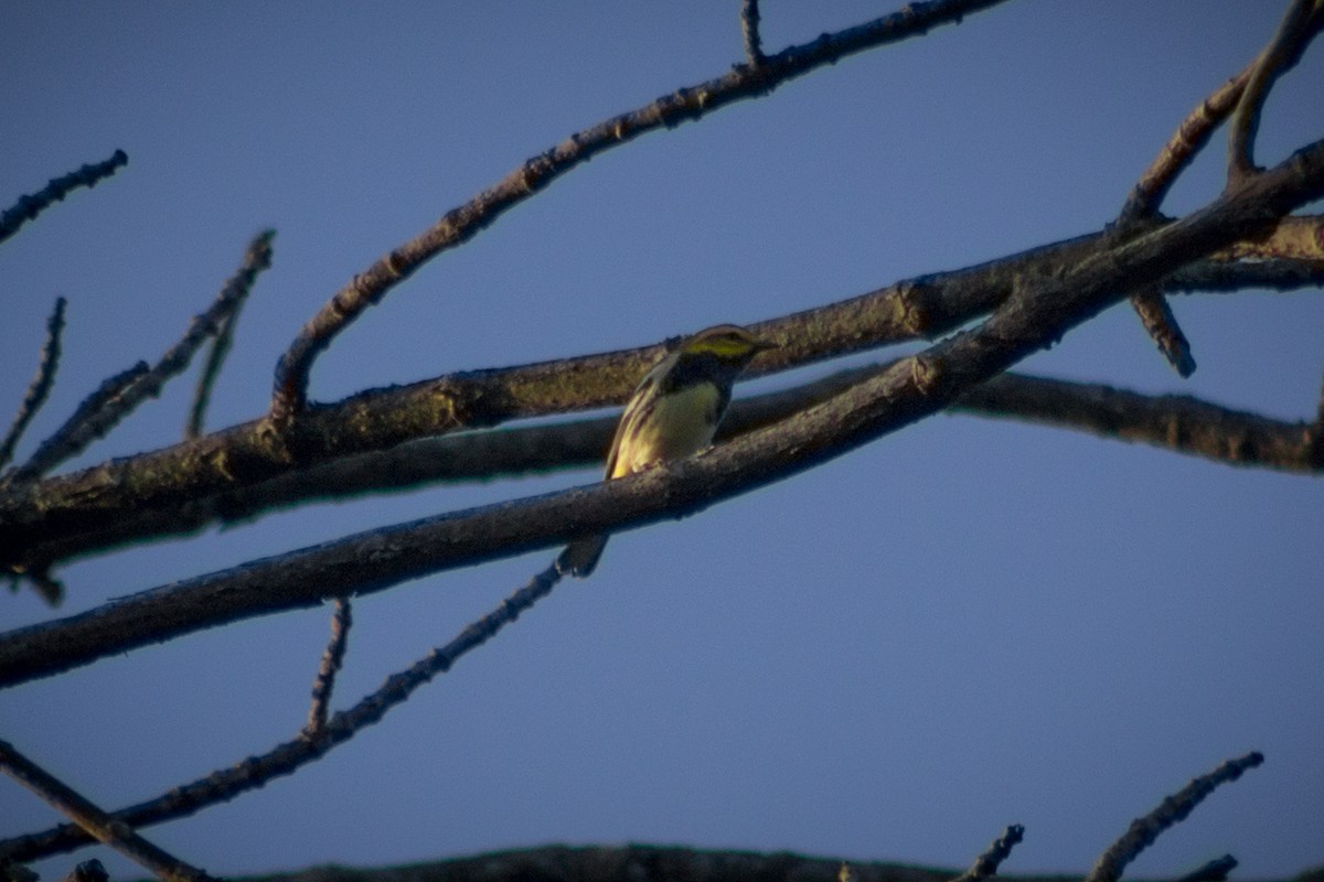 Black-throated Green Warbler - ML608932091