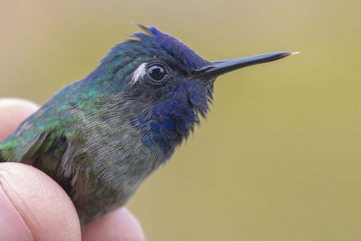 Violet-headed Hummingbird - ML608932106