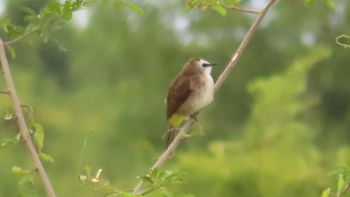 Yellow-vented Bulbul - CHAN Monicharya