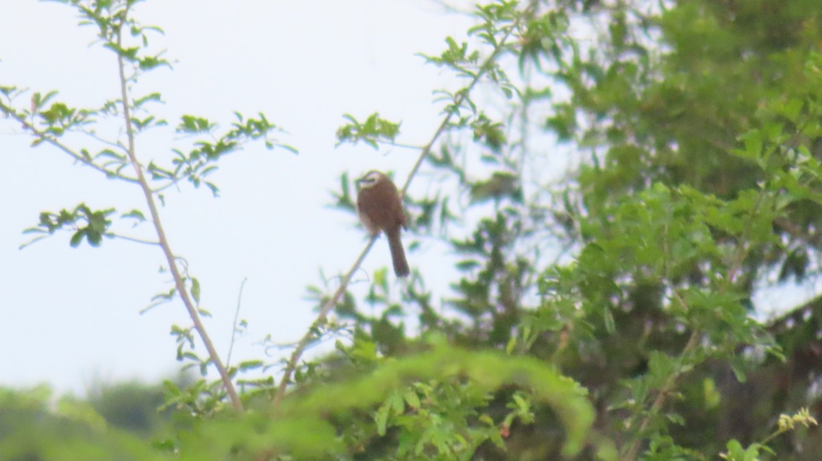 Yellow-vented Bulbul - ML608932260