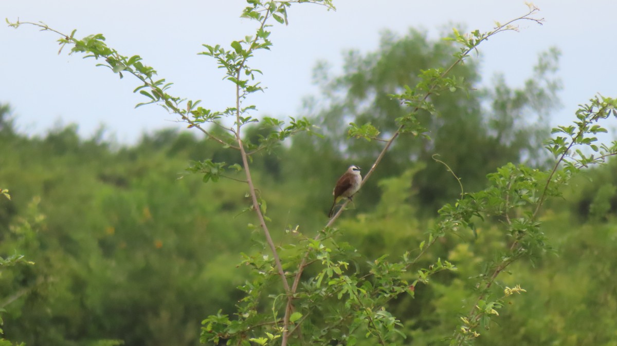 Yellow-vented Bulbul - ML608932262