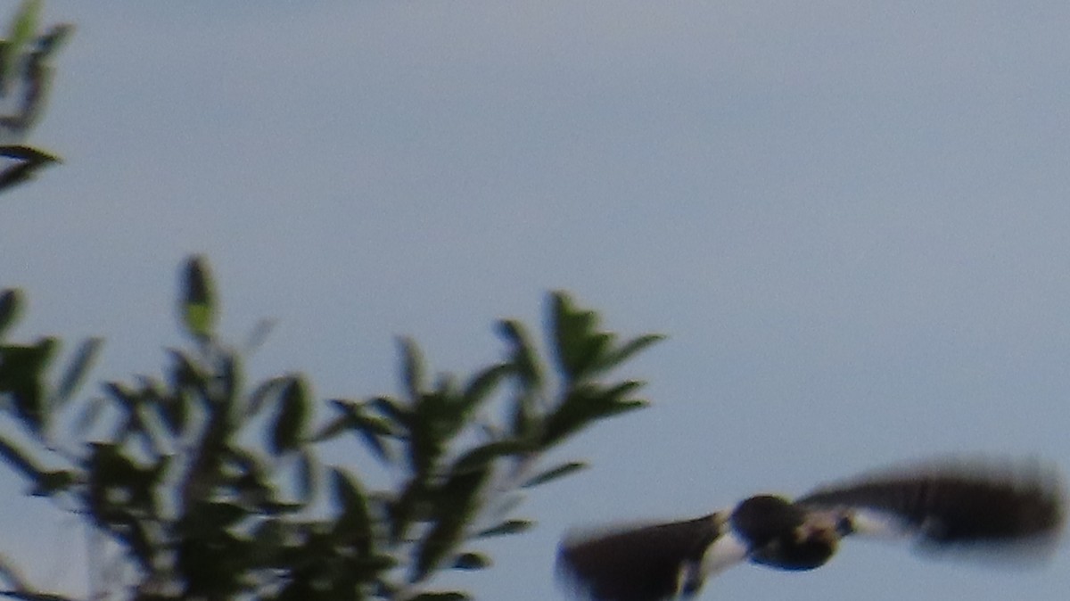 Siamese Pied Starling - ML608932270