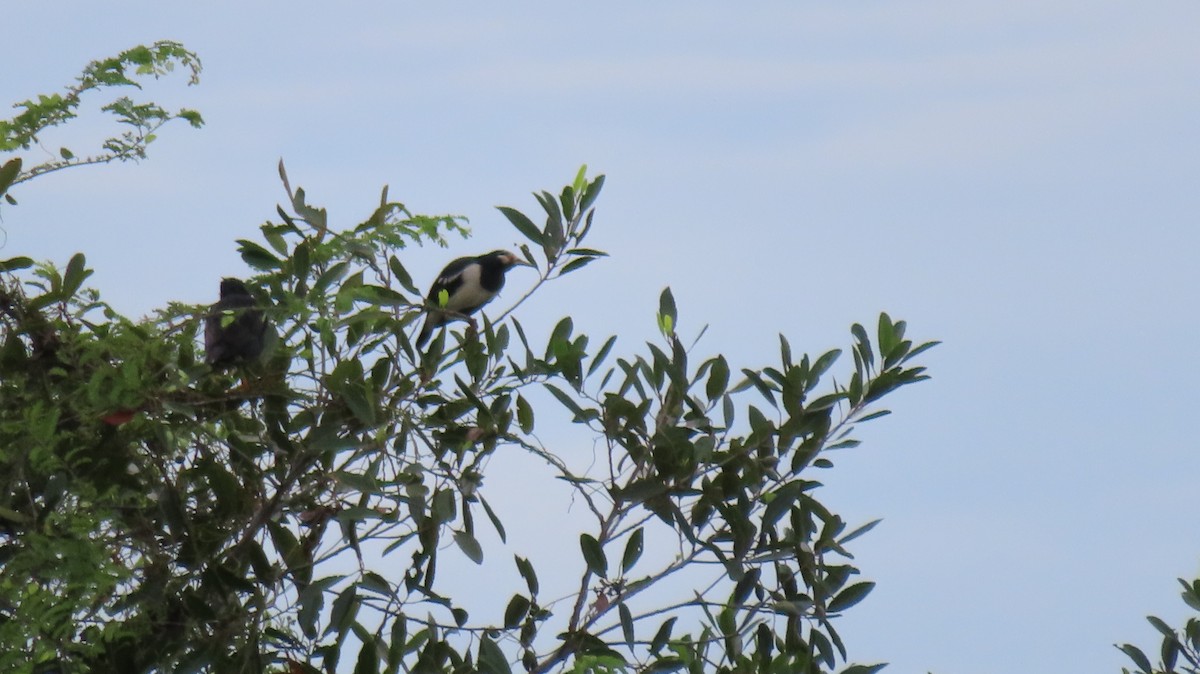 Siamese Pied Starling - ML608932271