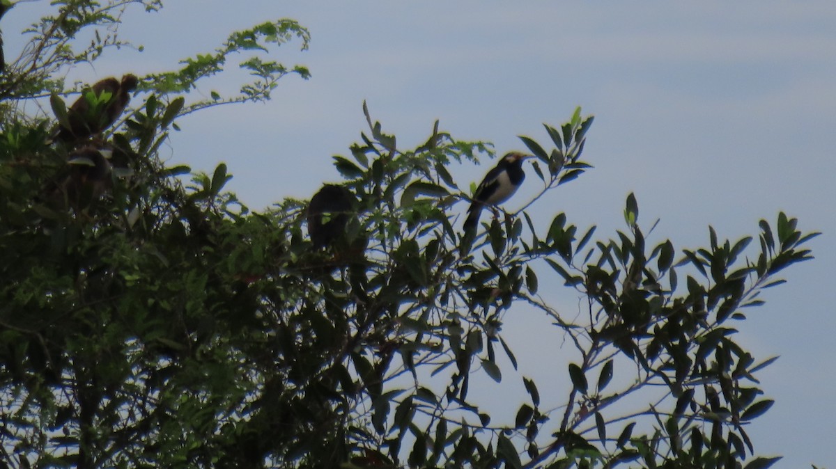 Siamese Pied Starling - ML608932272