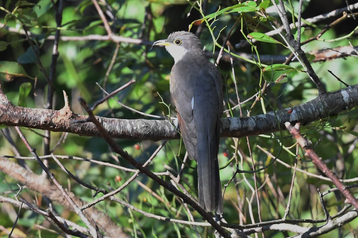 Yellow-billed Cuckoo - Tim Metcalf