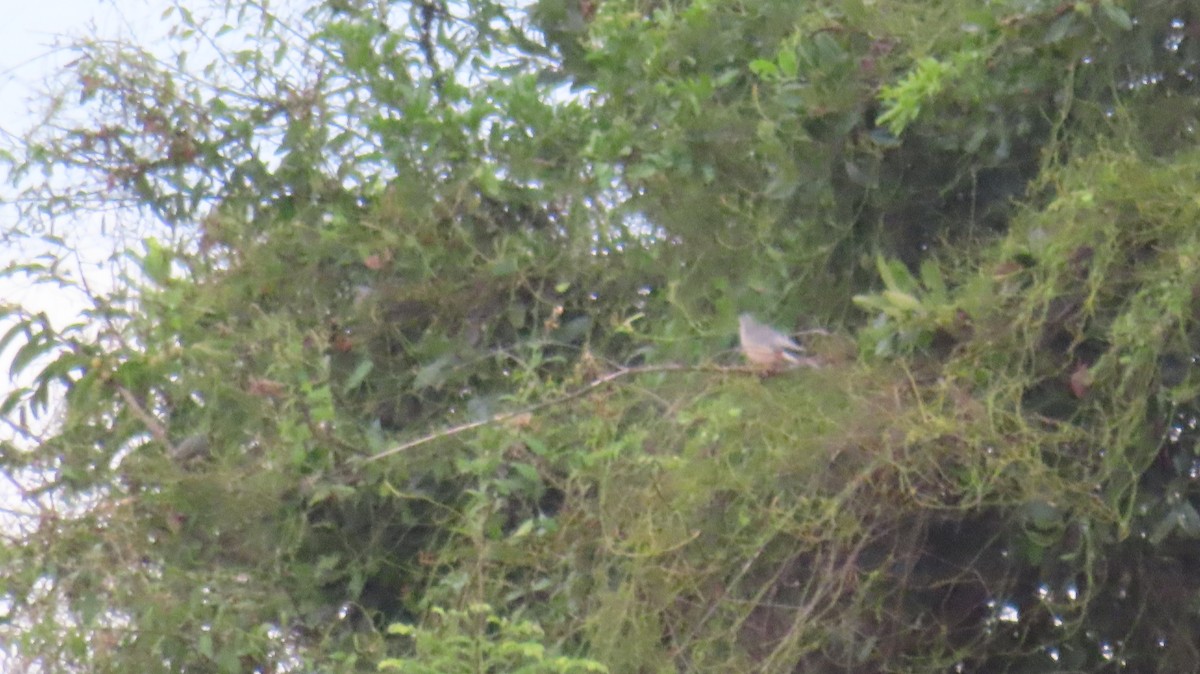 Chestnut-tailed Starling - ML608932293