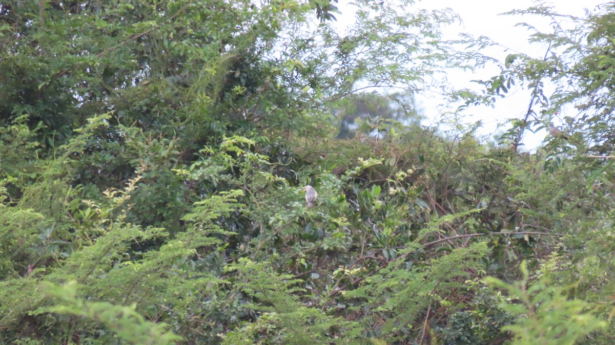 Chestnut-tailed Starling - ML608932296