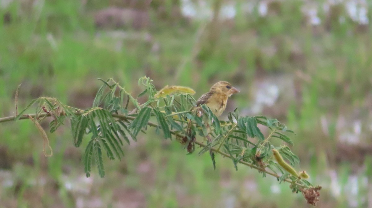 Baya Weaver - CHAN Monicharya