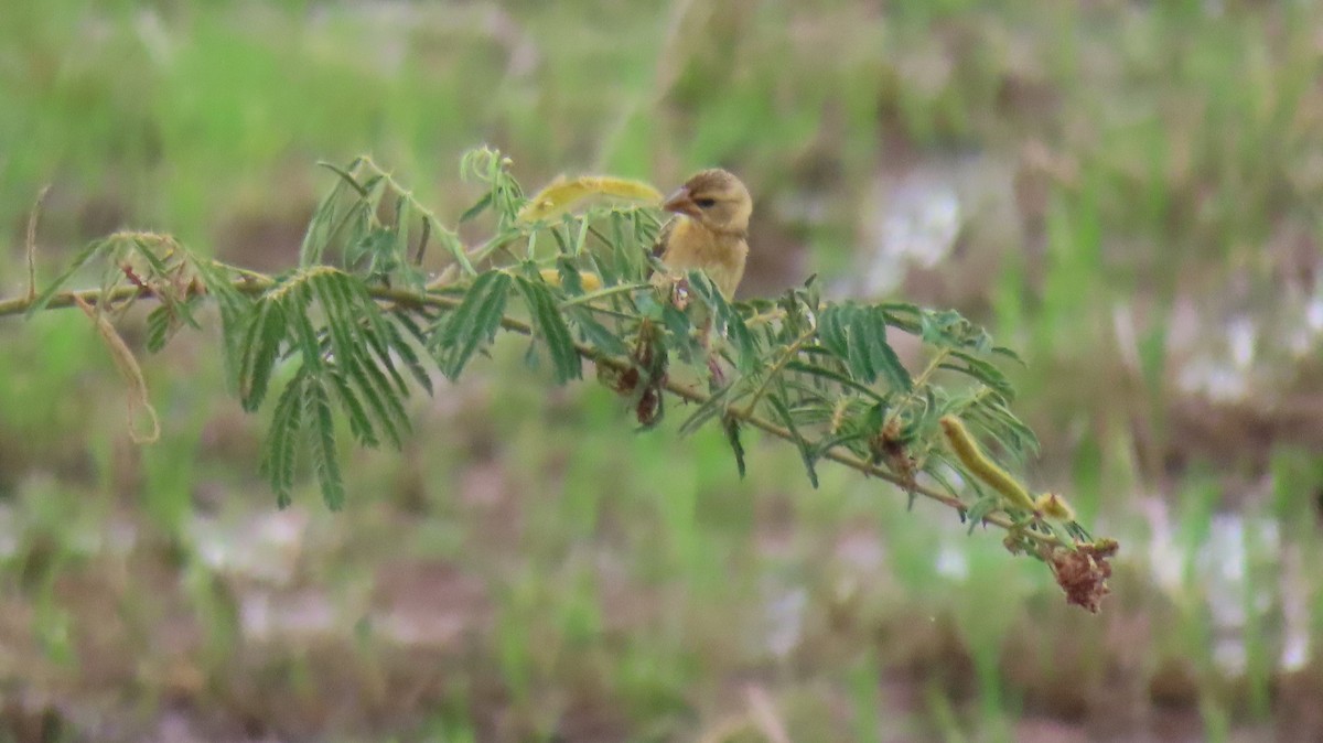 Baya Weaver - ML608932308