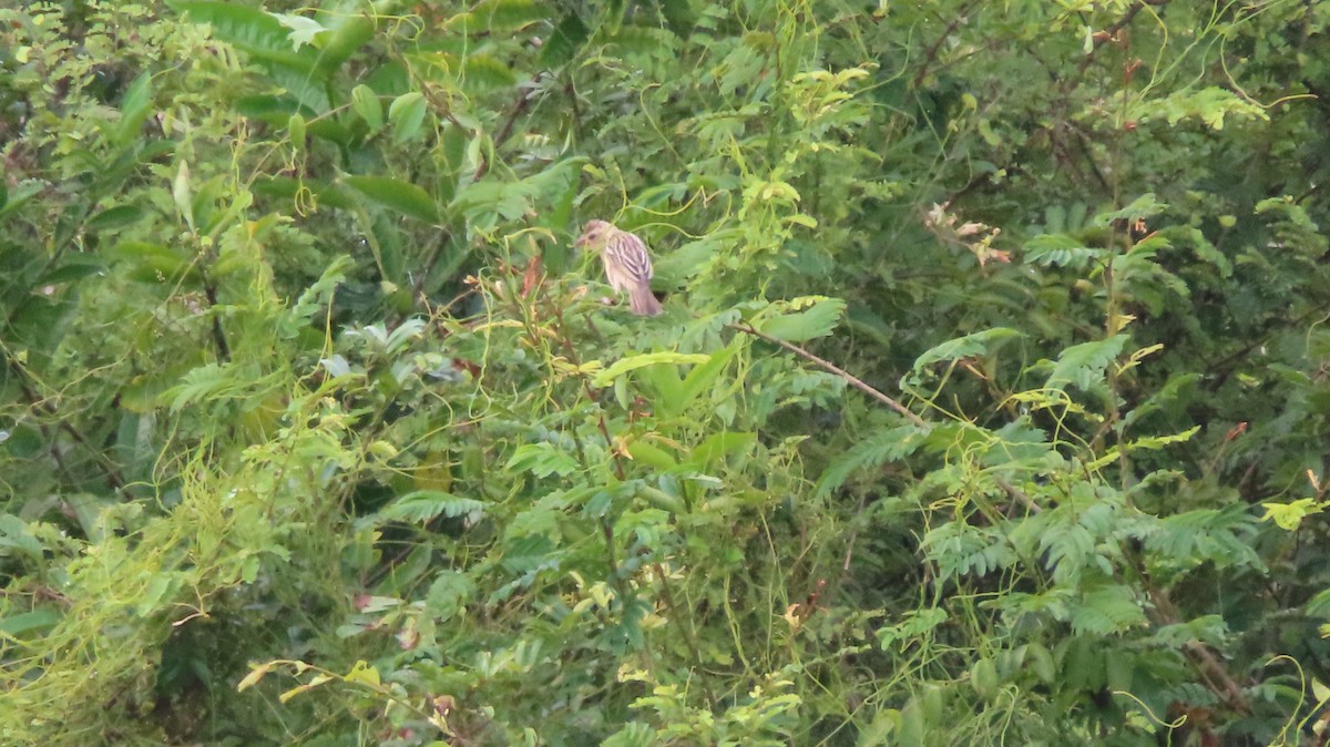 Baya Weaver - ML608932317