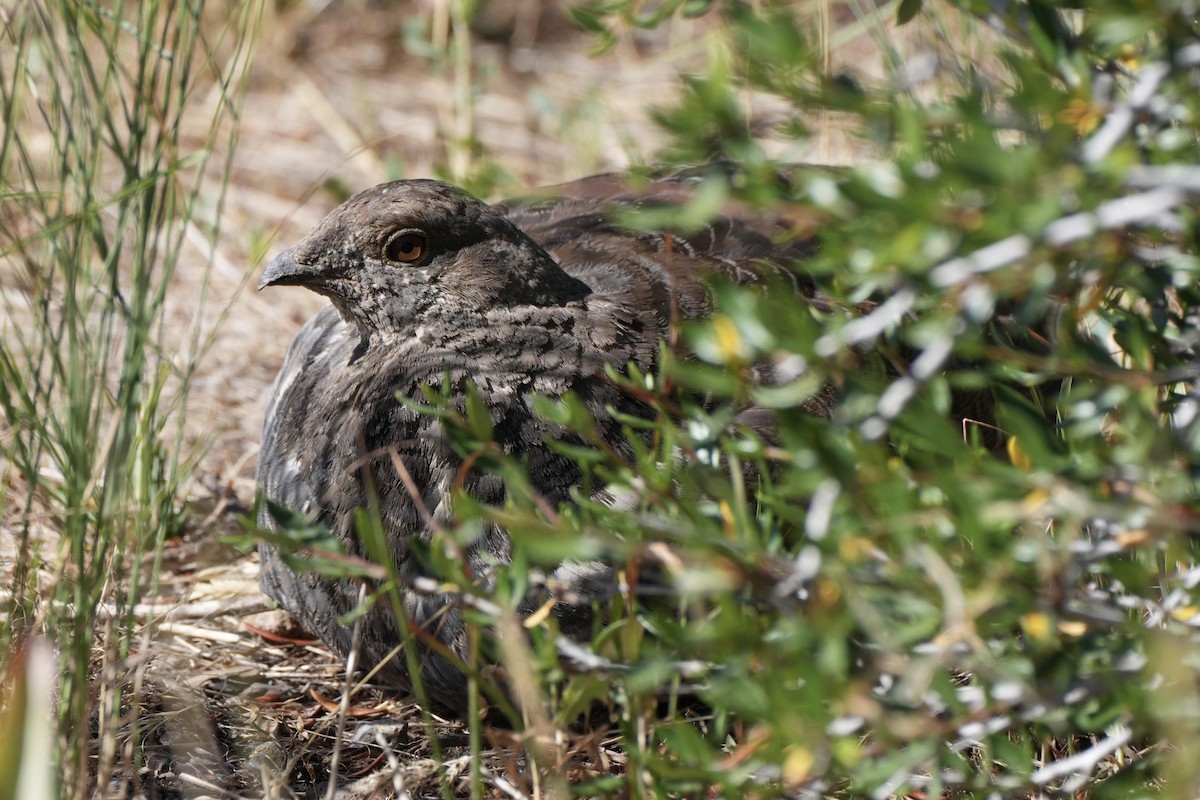 Dusky Grouse - ML608932451