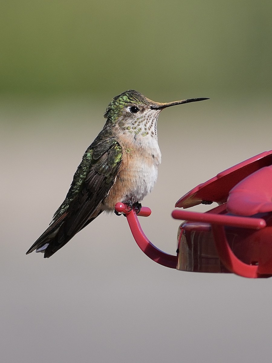 Broad-tailed Hummingbird - ML608932468