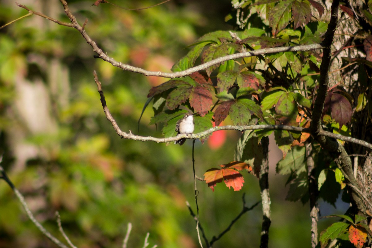 Рубиновогорлый колибри - ML608932477