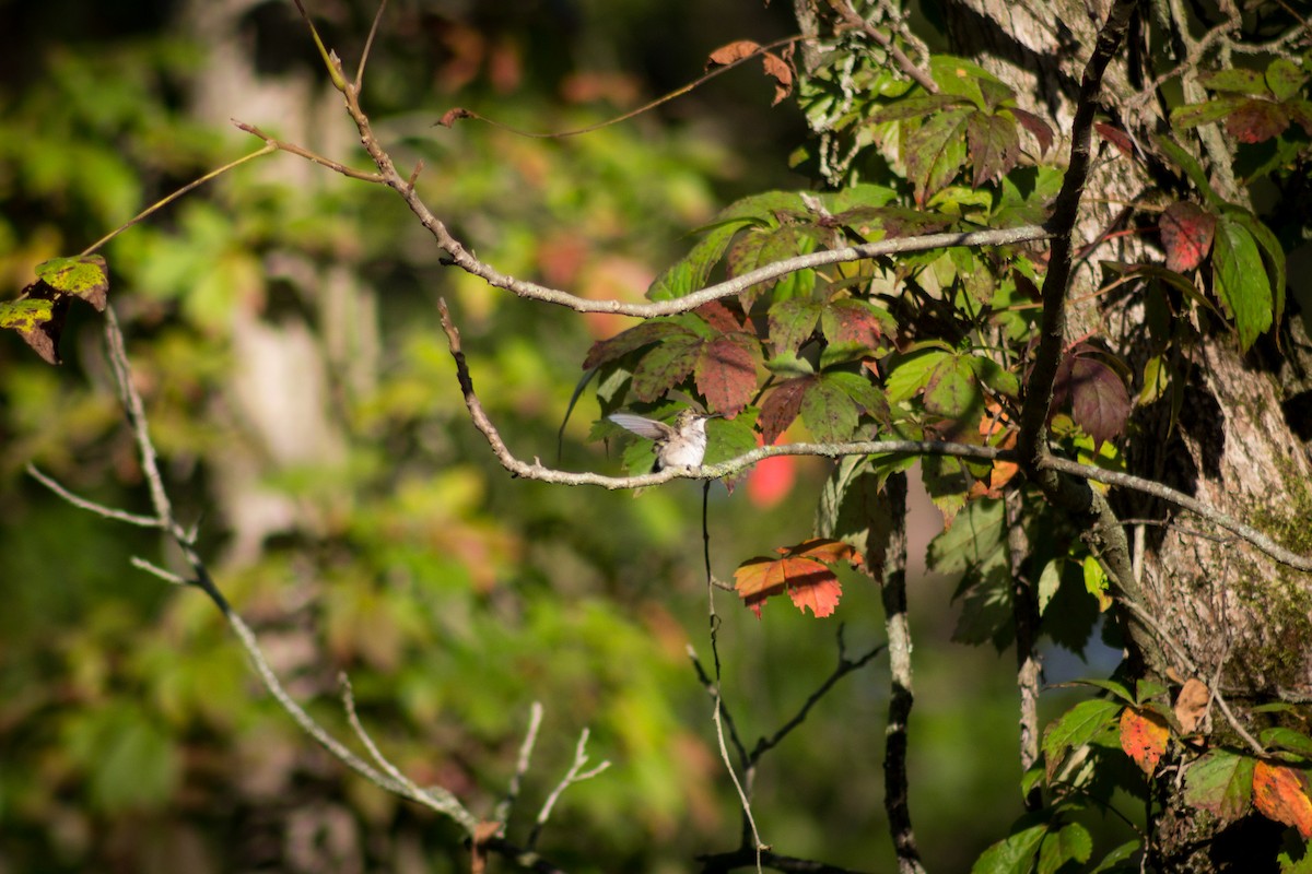 Рубиновогорлый колибри - ML608932479