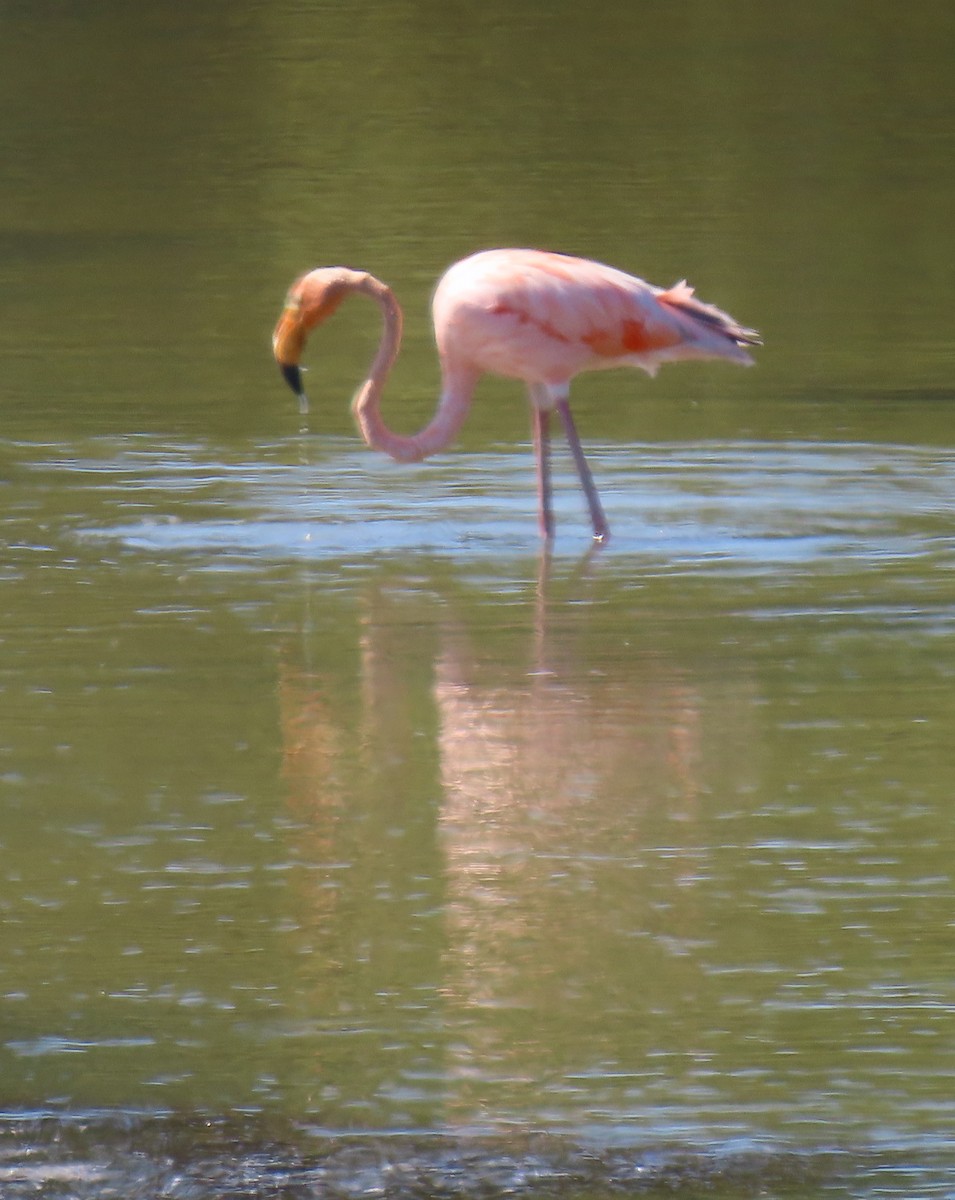 Amerika Flamingosu - ML608932560