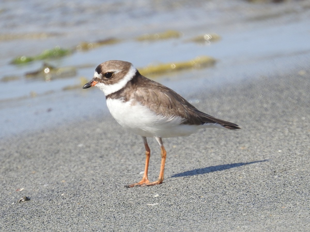 Semipalmated Plover - ML608932626