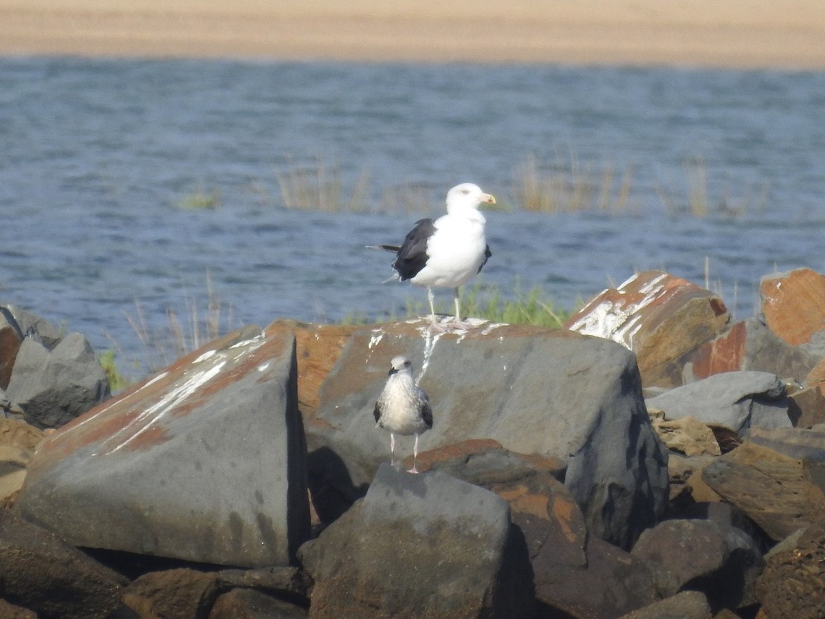 Great Black-backed Gull - ML608932638