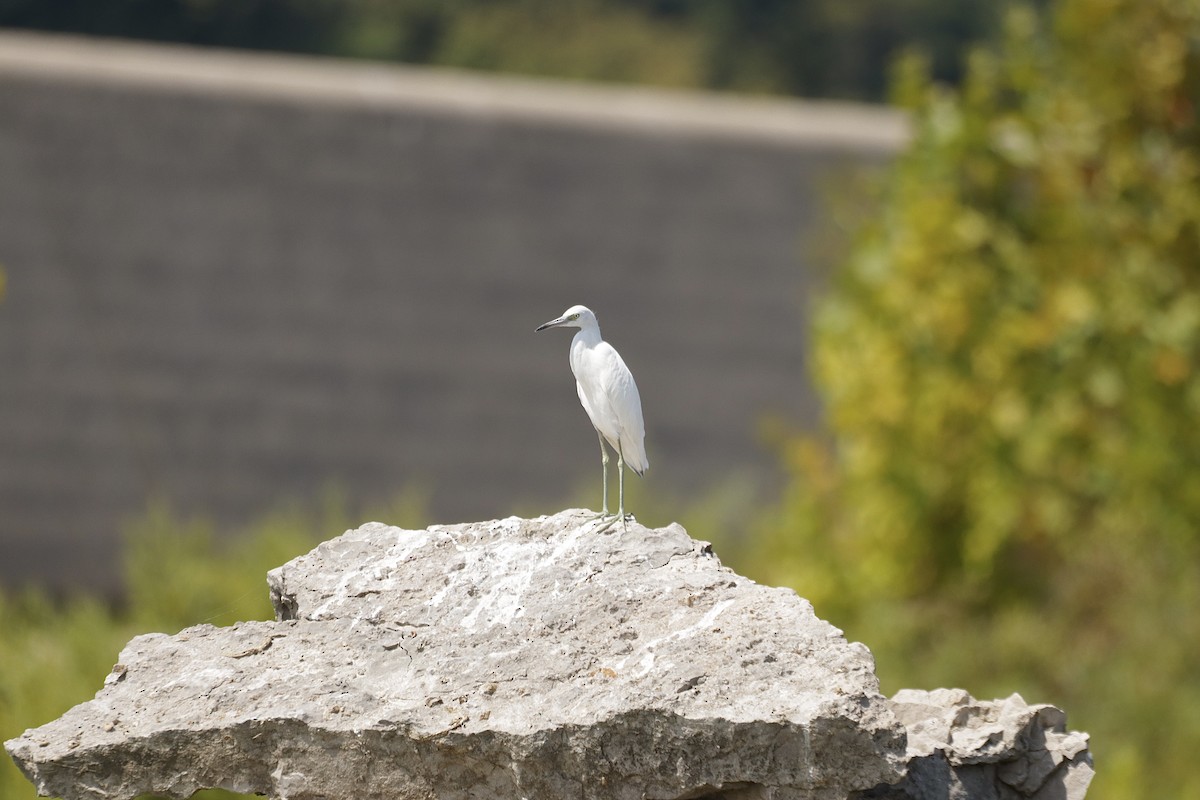 Little Blue Heron - ML608932647