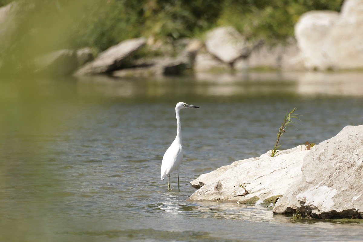 Little Blue Heron - ML608932648