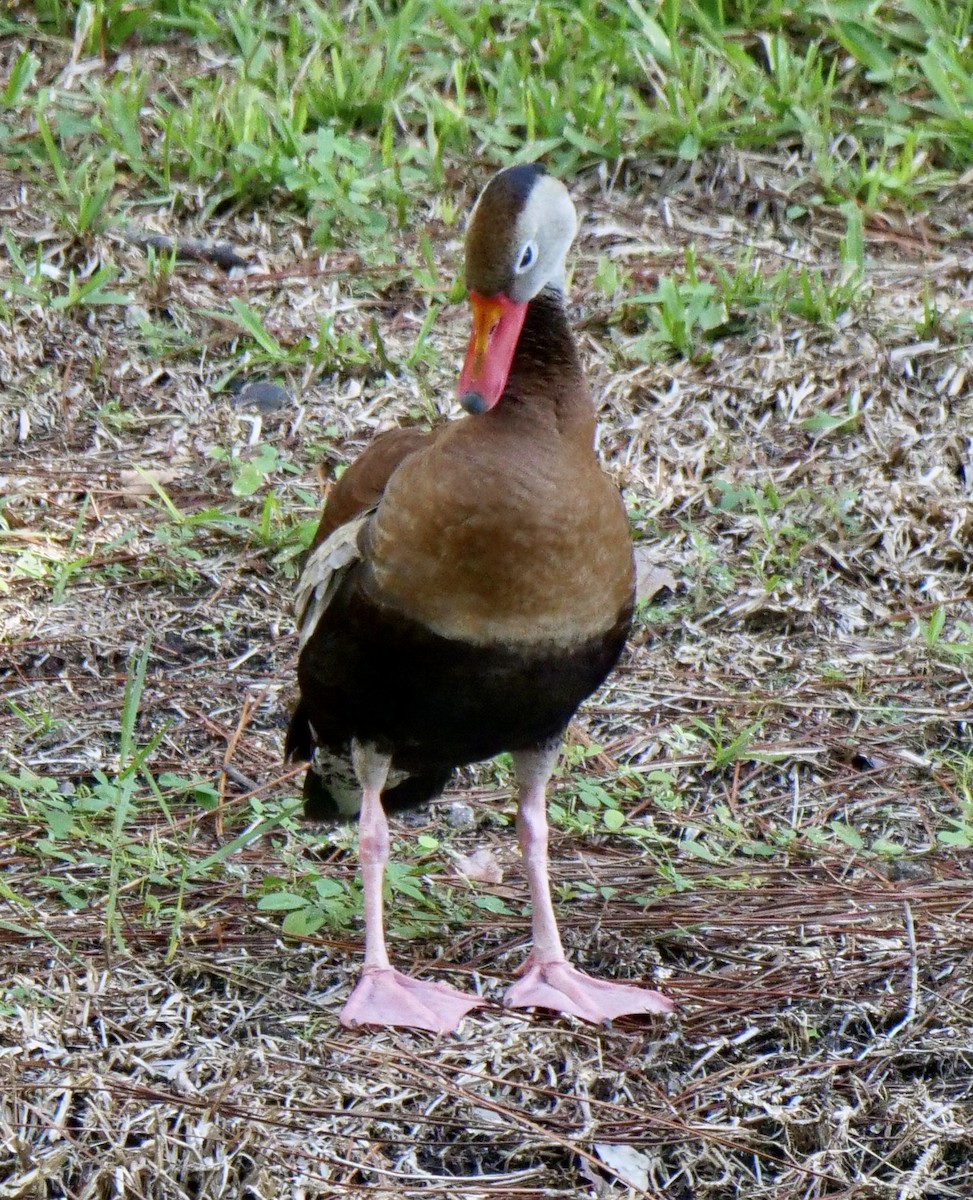 Black-bellied Whistling-Duck - ML608932727