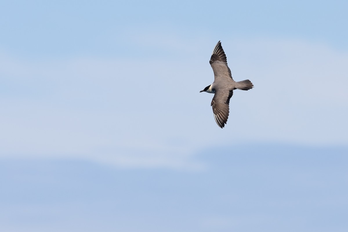 Long-tailed Jaeger - ML608932730