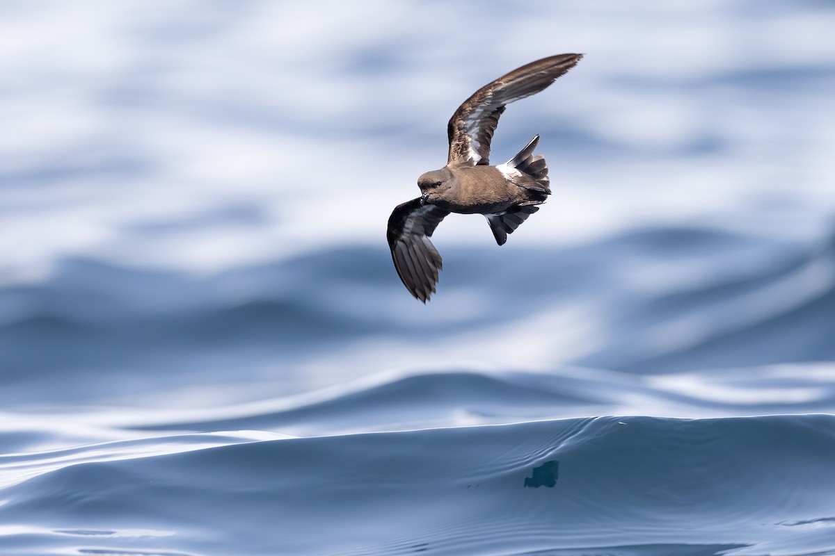 European Storm-Petrel - ML608932899