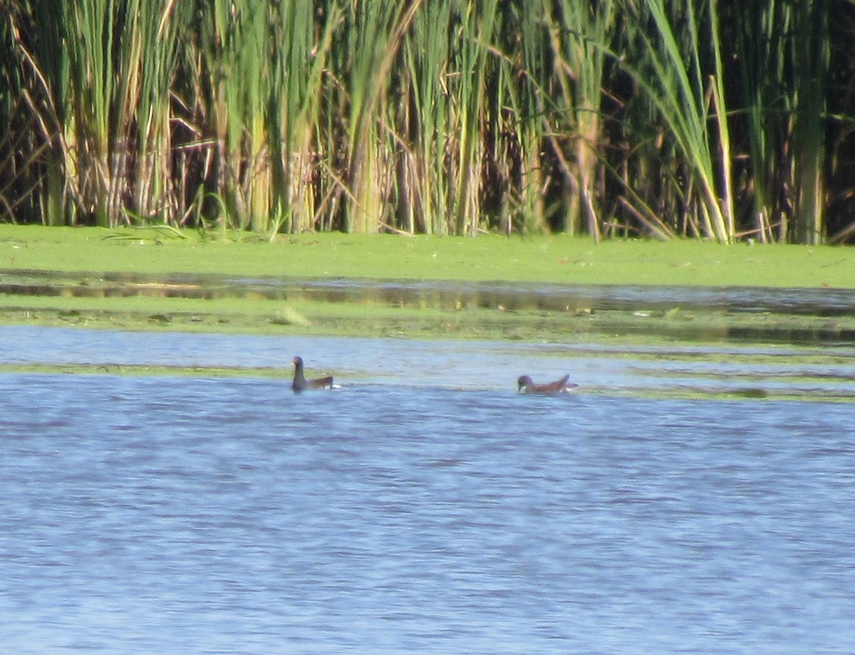 アメリカバン - ML608932959