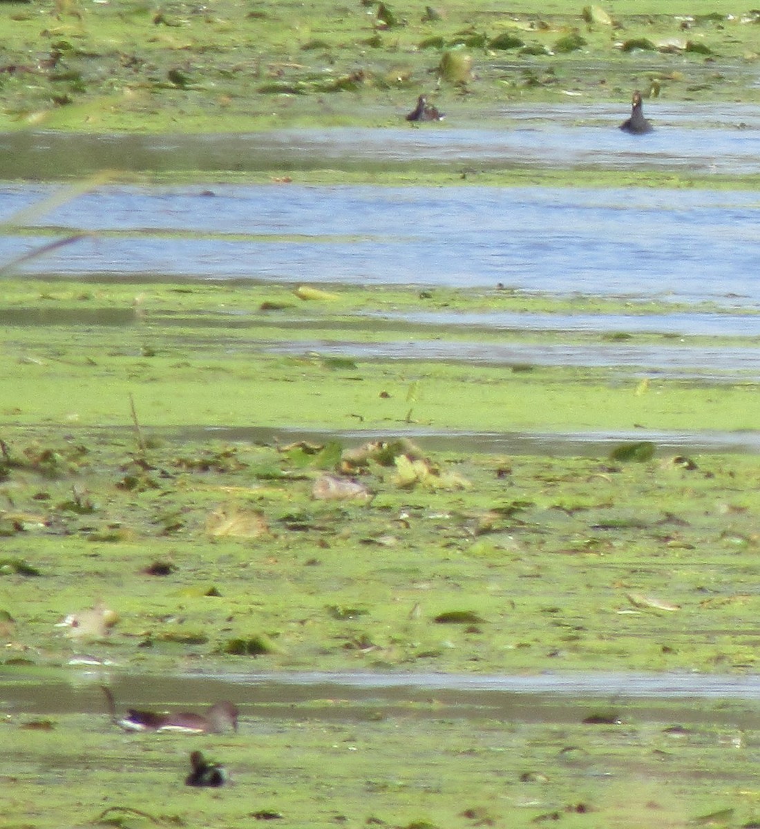 Common Gallinule - The Vermont Birder Guy