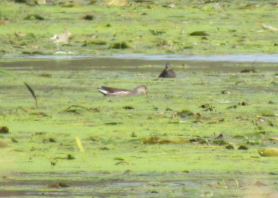 アメリカバン - ML608932961