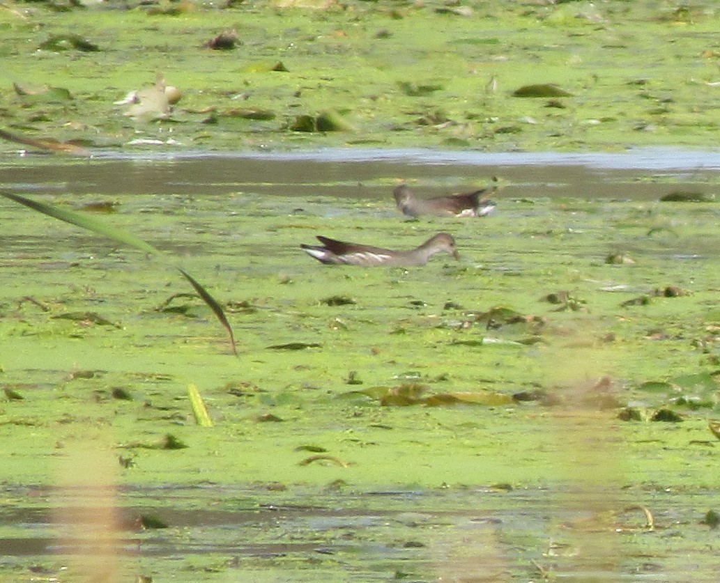 Common Gallinule - The Vermont Birder Guy