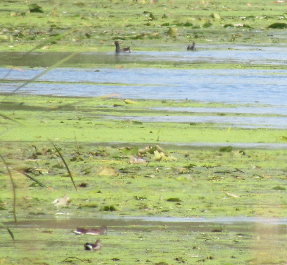 Common Gallinule - The Vermont Birder Guy