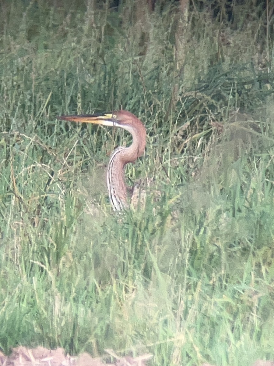 Purple Heron - ML608933125