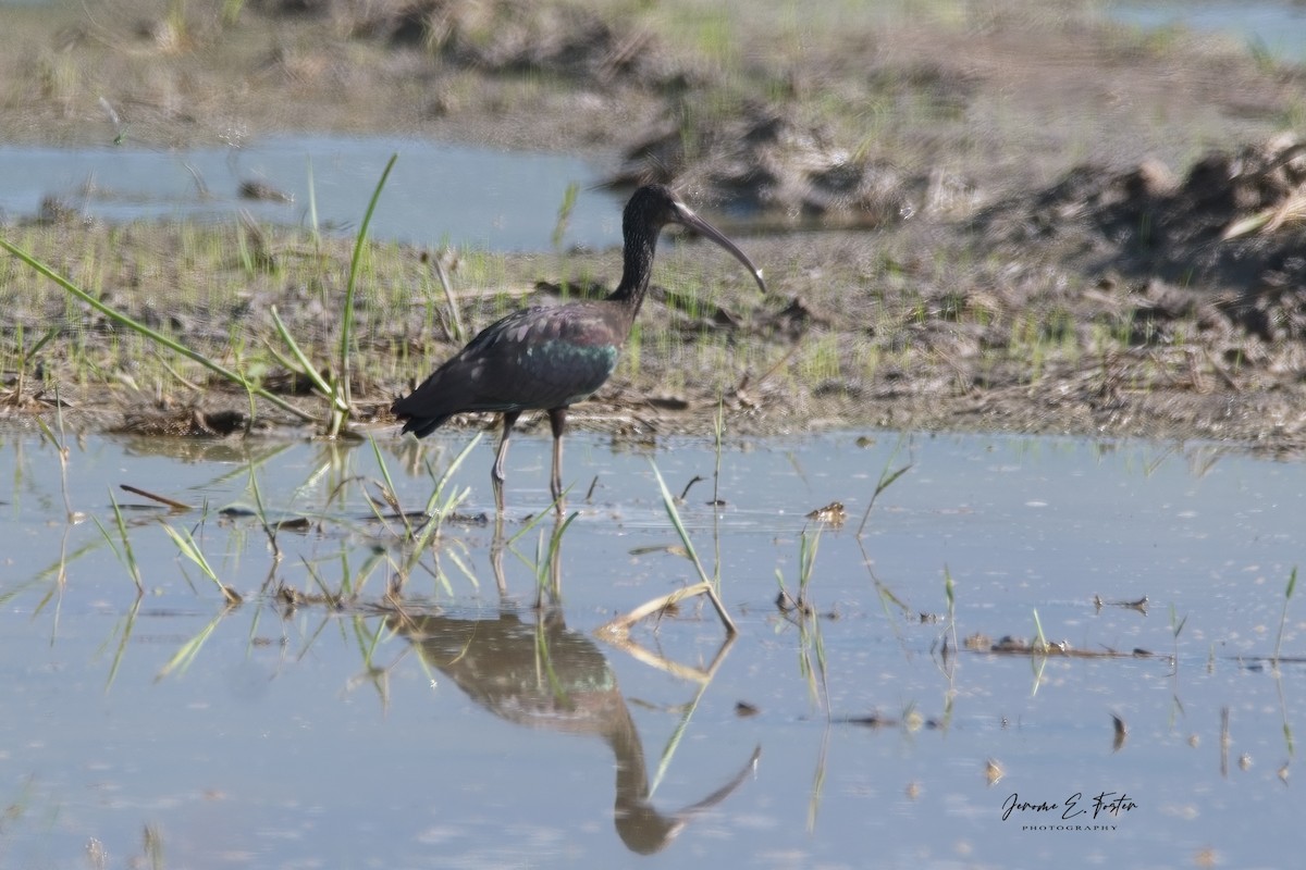 Glossy Ibis - Jerome Foster